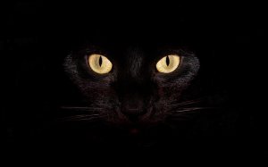 Widescreen-hd-wallpaper-animals-black-cat-hd-wallpaper-high