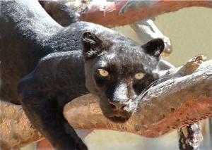 black-panther-lying-on-a-tree